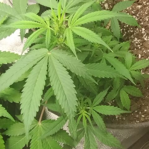 Gelat.OG growlog timeline photo