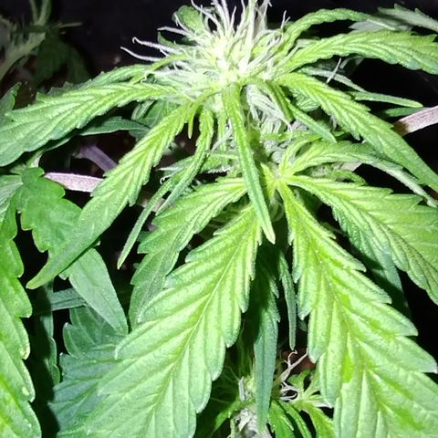 Critical+ 2.0 Autoflowering growlog timeline photo