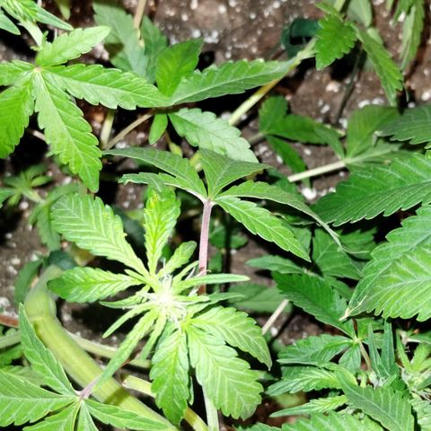 Critical+ 2.0 Autoflowering growlog timeline photo