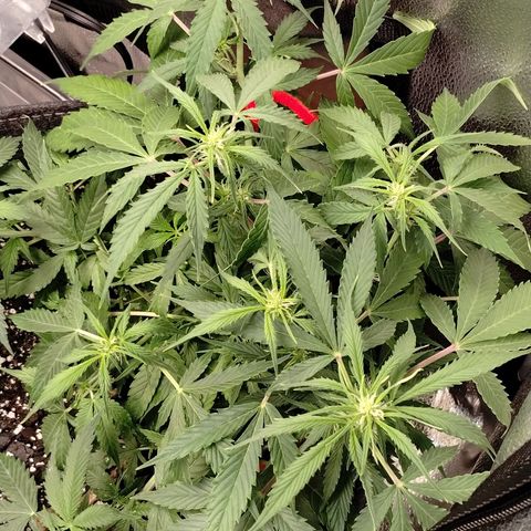 Gelat.OG growlog timeline photo