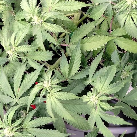 Alaskan Diesel  growlog timeline photo