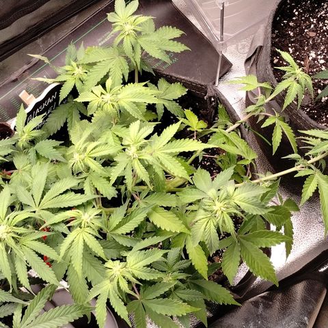 Alaskan Diesel  growlog timeline photo
