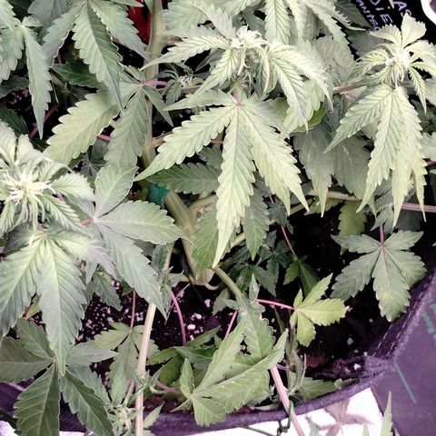 Alaskan Diesel  growlog timeline photo