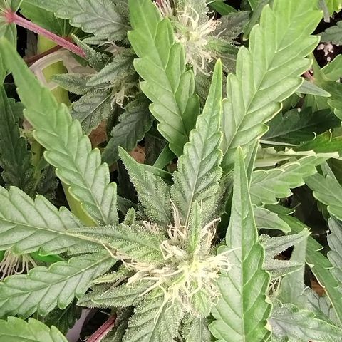 Critical+ 2.0 Autoflowering growlog timeline photo