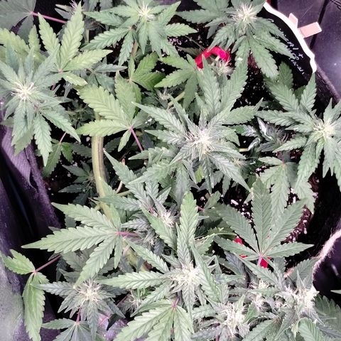 Critical+ 2.0 Autoflowering growlog timeline photo