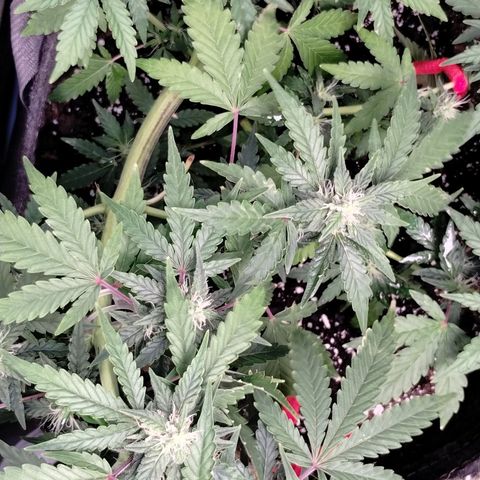 Critical+ 2.0 Autoflowering growlog timeline photo