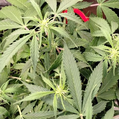 Gelat.OG growlog timeline photo