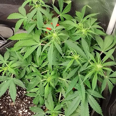 Gelat.OG growlog timeline photo