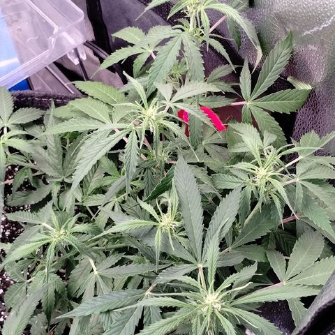 Gelat.OG growlog timeline photo