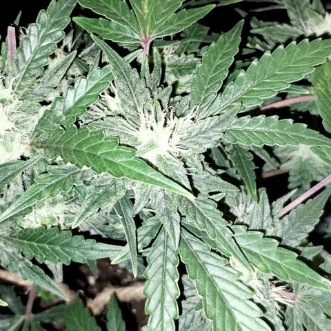 Critical+ 2.0 Autoflowering growlog timeline photo