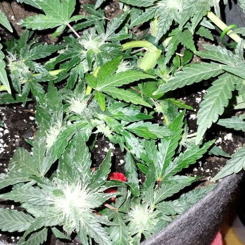 Critical+ 2.0 Autoflowering growlog timeline photo