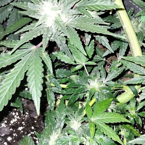 Critical+ 2.0 Autoflowering growlog timeline photo
