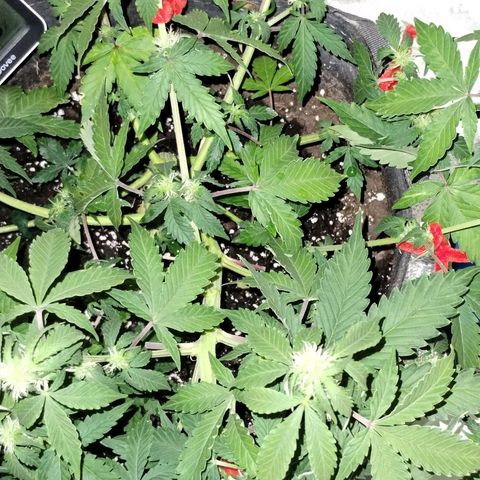 Alaskan Diesel  growlog timeline photo