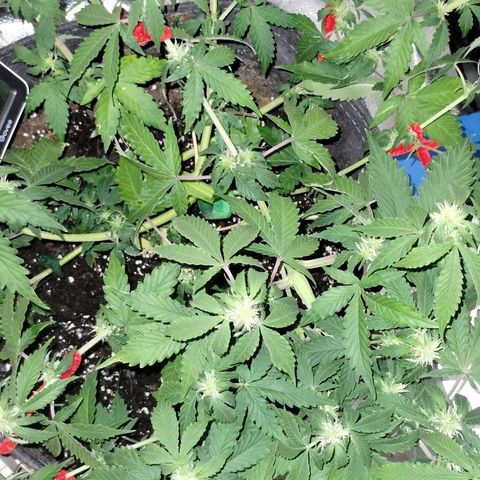 Alaskan Diesel  growlog timeline photo