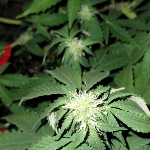 Alaskan Diesel  growlog timeline photo