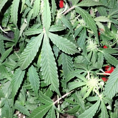 Gelat.OG growlog timeline photo