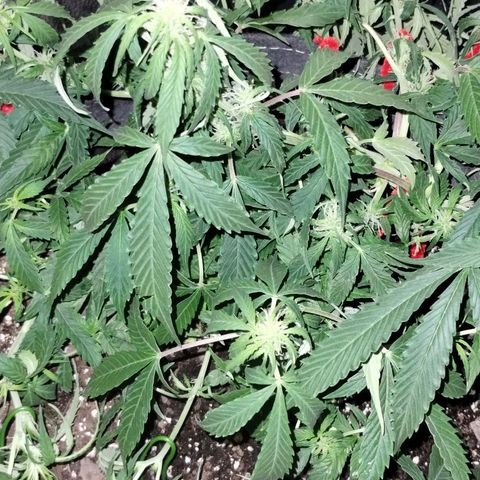 Gelat.OG growlog timeline photo