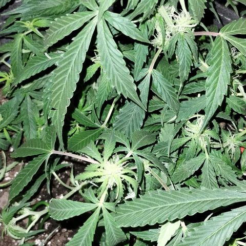 Gelat.OG growlog timeline photo