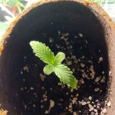 Alaskan Diesel Auto growlog timeline photo
