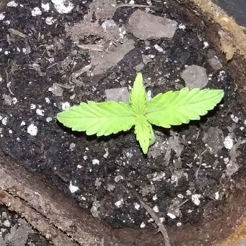 Alaskan Diesel Auto growlog timeline photo
