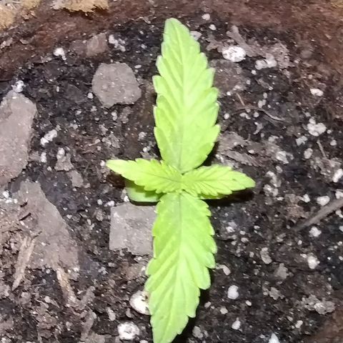 Alaskan Diesel Auto growlog timeline photo