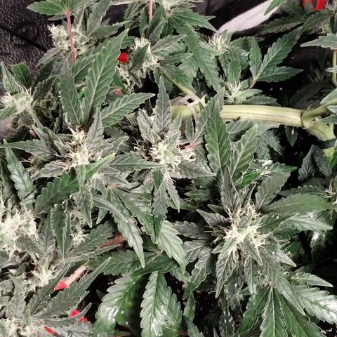 Critical+ 2.0 Autoflowering growlog timeline photo