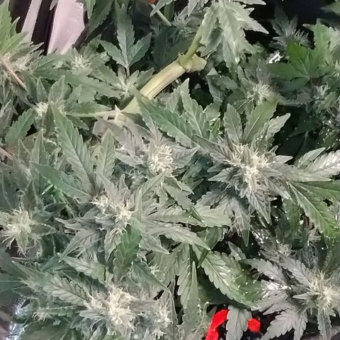 Critical+ 2.0 Autoflowering growlog timeline photo