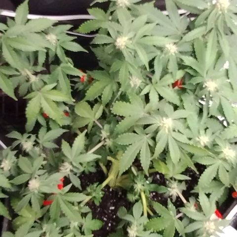 Alaskan Diesel  growlog timeline photo