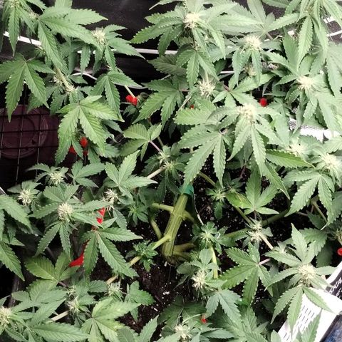 Alaskan Diesel  growlog timeline photo