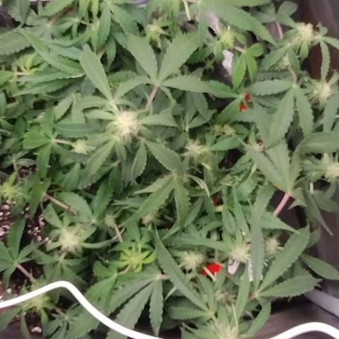 Gelat.OG growlog timeline photo