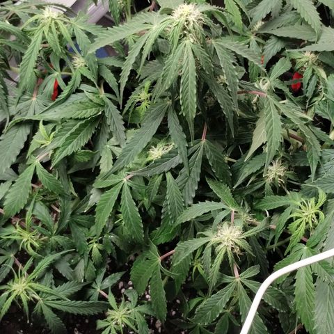 Gelat.OG growlog timeline photo