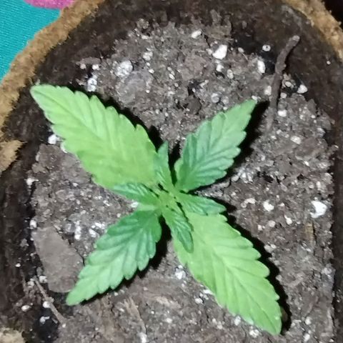 Alaskan Diesel Auto growlog timeline photo