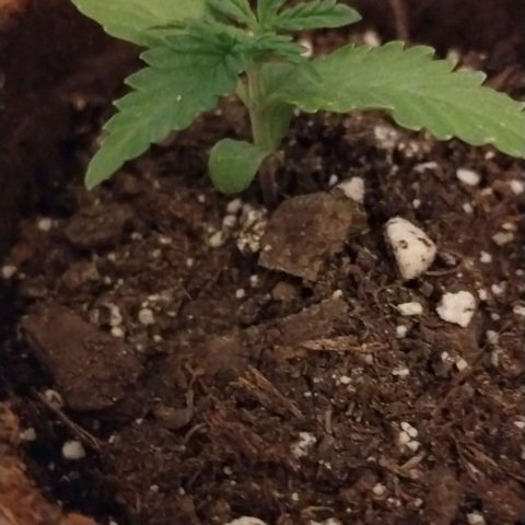 Alaskan Diesel Auto growlog timeline photo