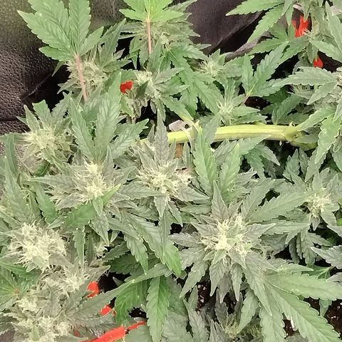 Critical+ 2.0 Autoflowering growlog timeline photo