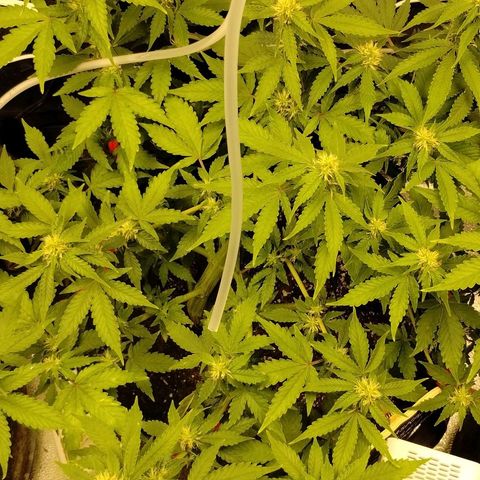 Alaskan Diesel  growlog timeline photo