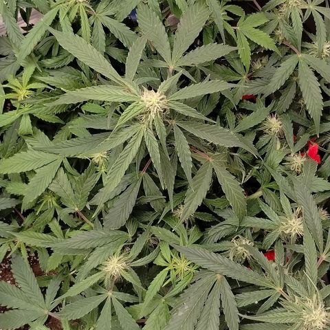 Gelat.OG growlog timeline photo