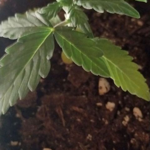 Alaskan Diesel Auto growlog timeline photo