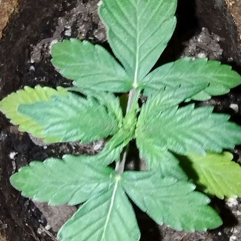 Alaskan Diesel Auto growlog timeline photo