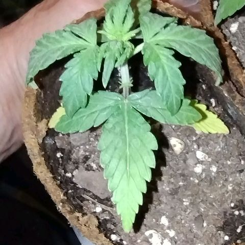 Alaskan Diesel Auto growlog timeline photo