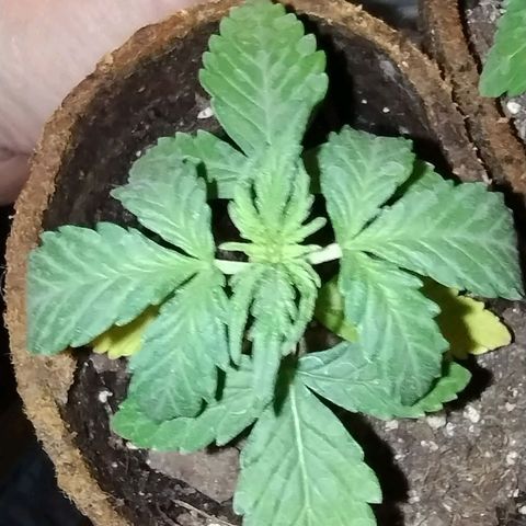 Alaskan Diesel Auto growlog timeline photo