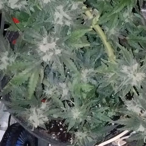 Critical+ 2.0 Autoflowering growlog timeline photo