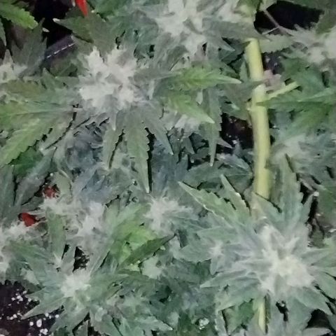 Critical+ 2.0 Autoflowering growlog timeline photo
