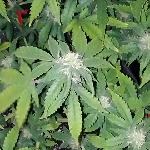 Alaskan Diesel  growlog timeline photo