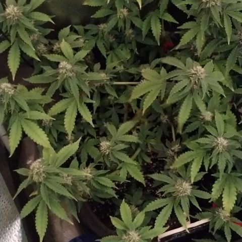 Alaskan Diesel  growlog timeline photo
