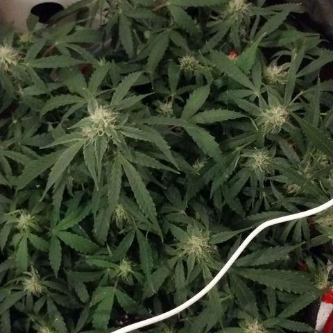 Gelat.OG growlog timeline photo