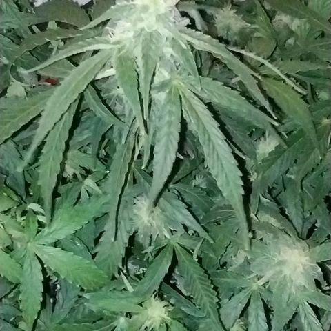 Gelat.OG growlog timeline photo