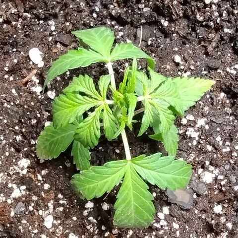 Alaskan Diesel Auto growlog timeline photo