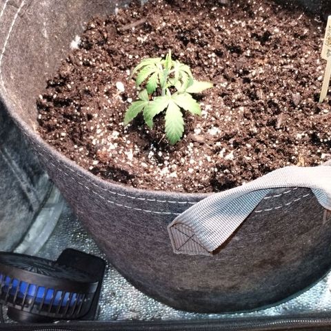 Alaskan Diesel Auto growlog timeline photo