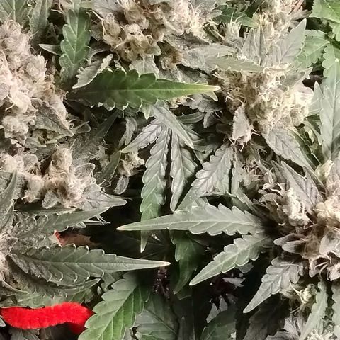 Critical+ 2.0 Autoflowering growlog timeline photo