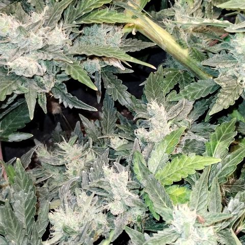 Critical+ 2.0 Autoflowering growlog timeline photo